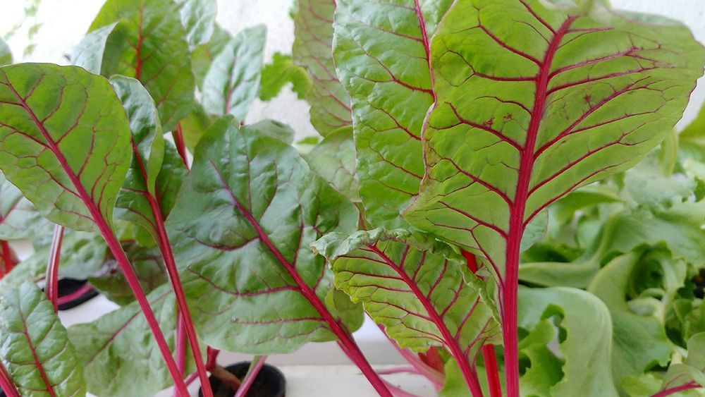Closeup of fresh chard plants in an aquaponic setup