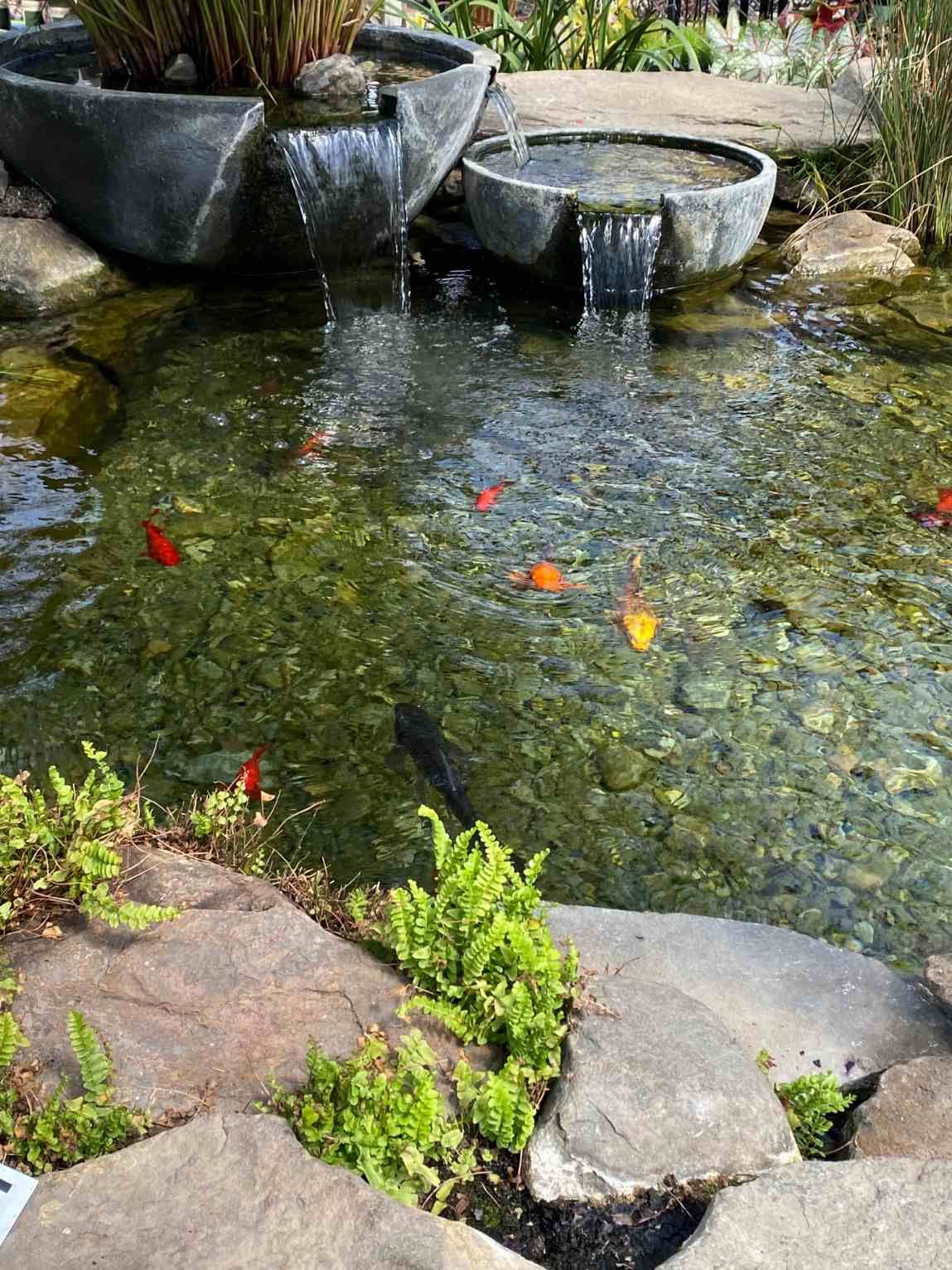 Goldfish pond in North Tampa with a variety of species enjoying a healthy water environment