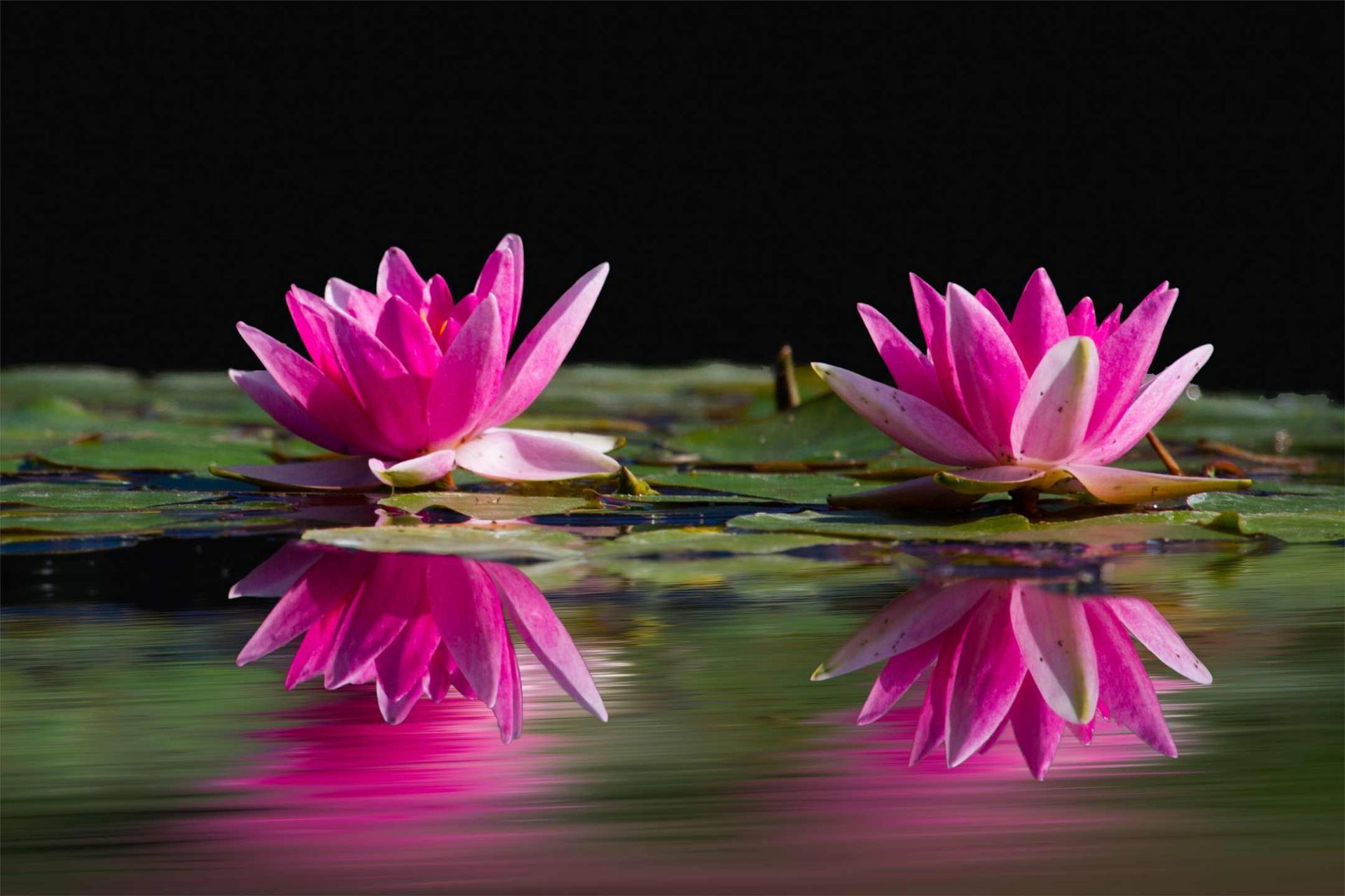 Pink lotus flowers blooming in a pond in West Tampa, adding a touch of elegance and color to the serene water feature.