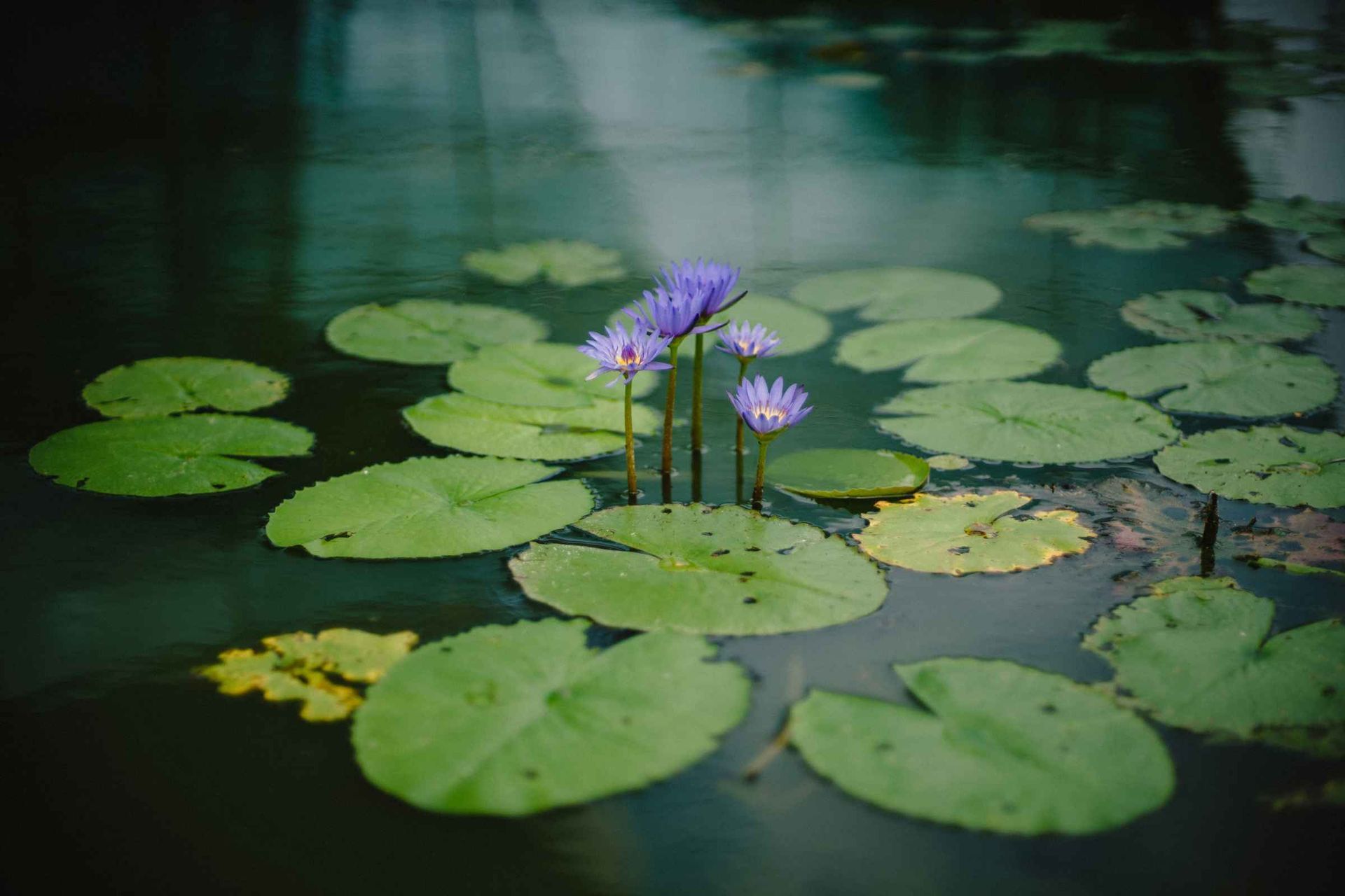 Pond installation in Downtown Tampa enhances the urban landscape with a beautiful water feature and aquatic plants.