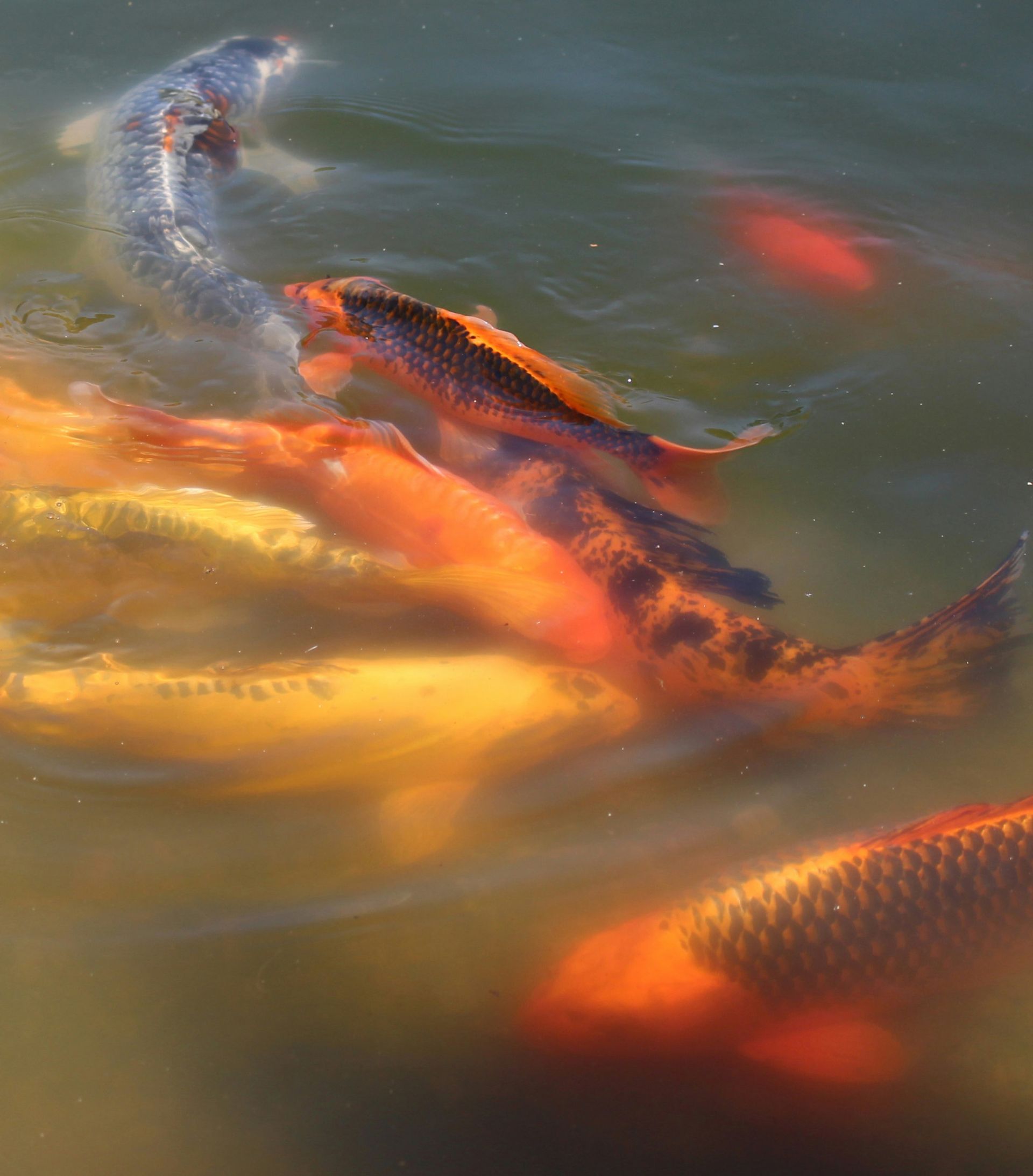 several orange, white and grey koi fish swimming in a green pond