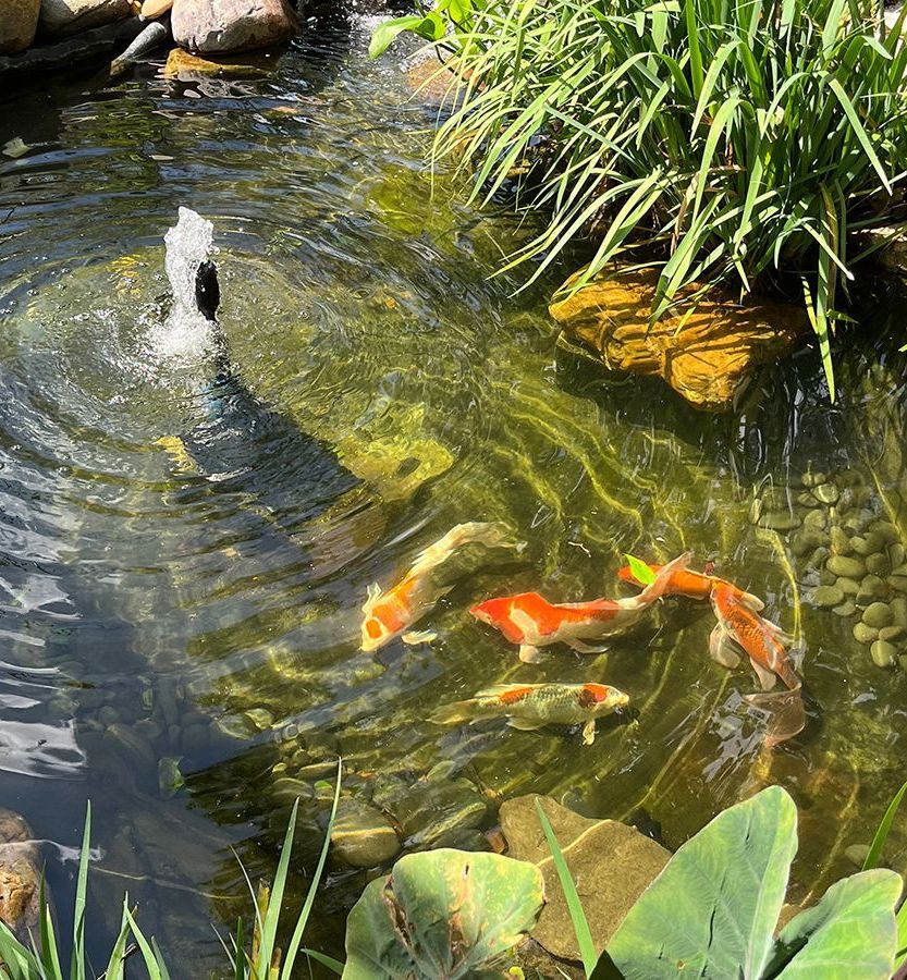 water fountain inside a garden pond with 5 butterfly koi