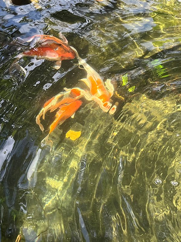school of fish circling under the water surface in a pond in Plant City