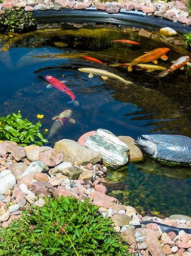 large koi fish swimming inside Wesley Chapel garden pond