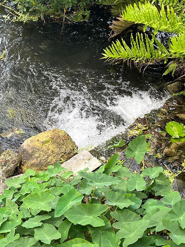 healthy waterfall surrounded by an abundance of plant life