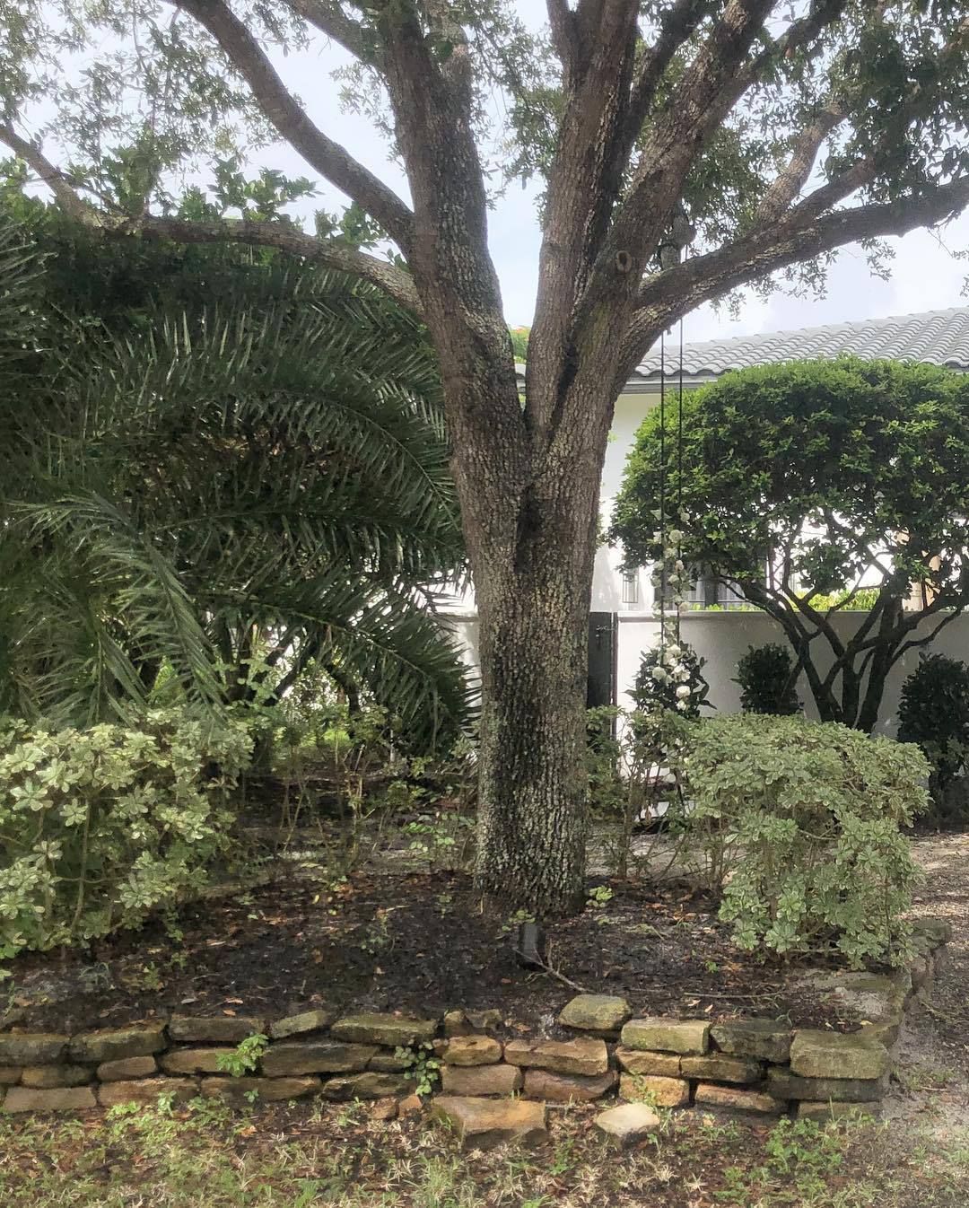 tree and backyard before landscaping