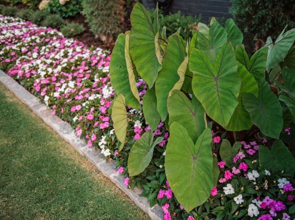 garden bed with pink flowers and elephant ear plant