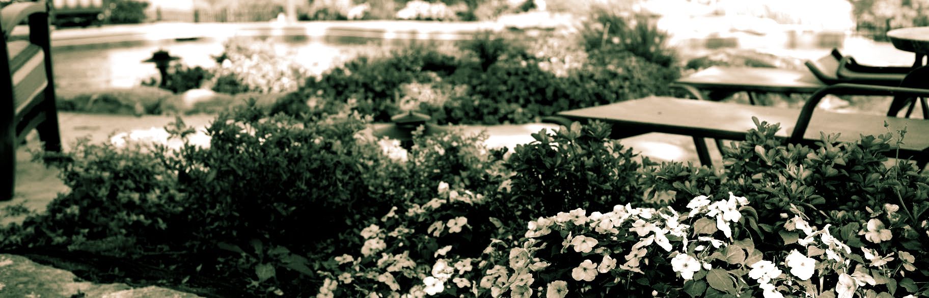 dark background photo of plants