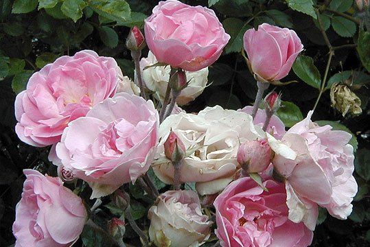 The Romance of Roses at Holme for Gardens