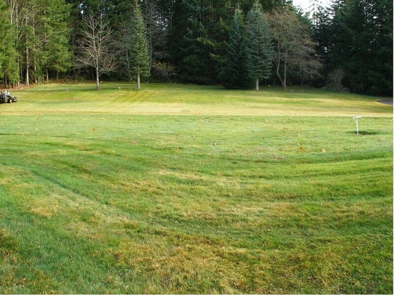 Grassy field beside a wooded area, with a small golf putting green and flag on the right.