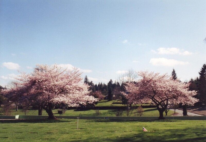 Blossoming cherry trees in a grassy park under a blue sky with distant evergreens.
