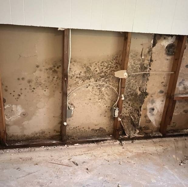 Mold infestation inside a wall, revealing studs and electrical wiring. Grey and black mold present.
