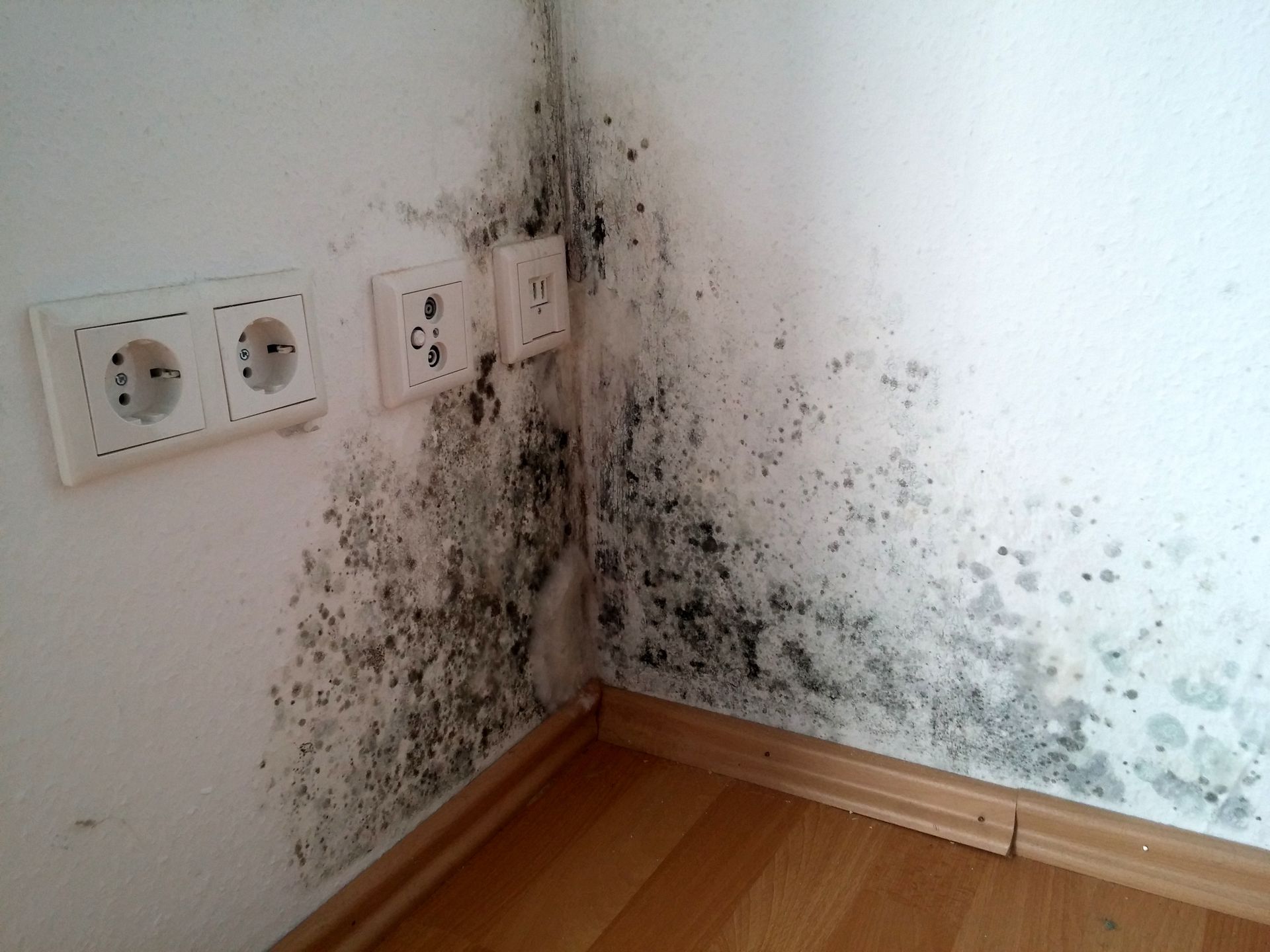 Mold growth on a corner wall near electrical outlets. Black, green, and gray discoloration.