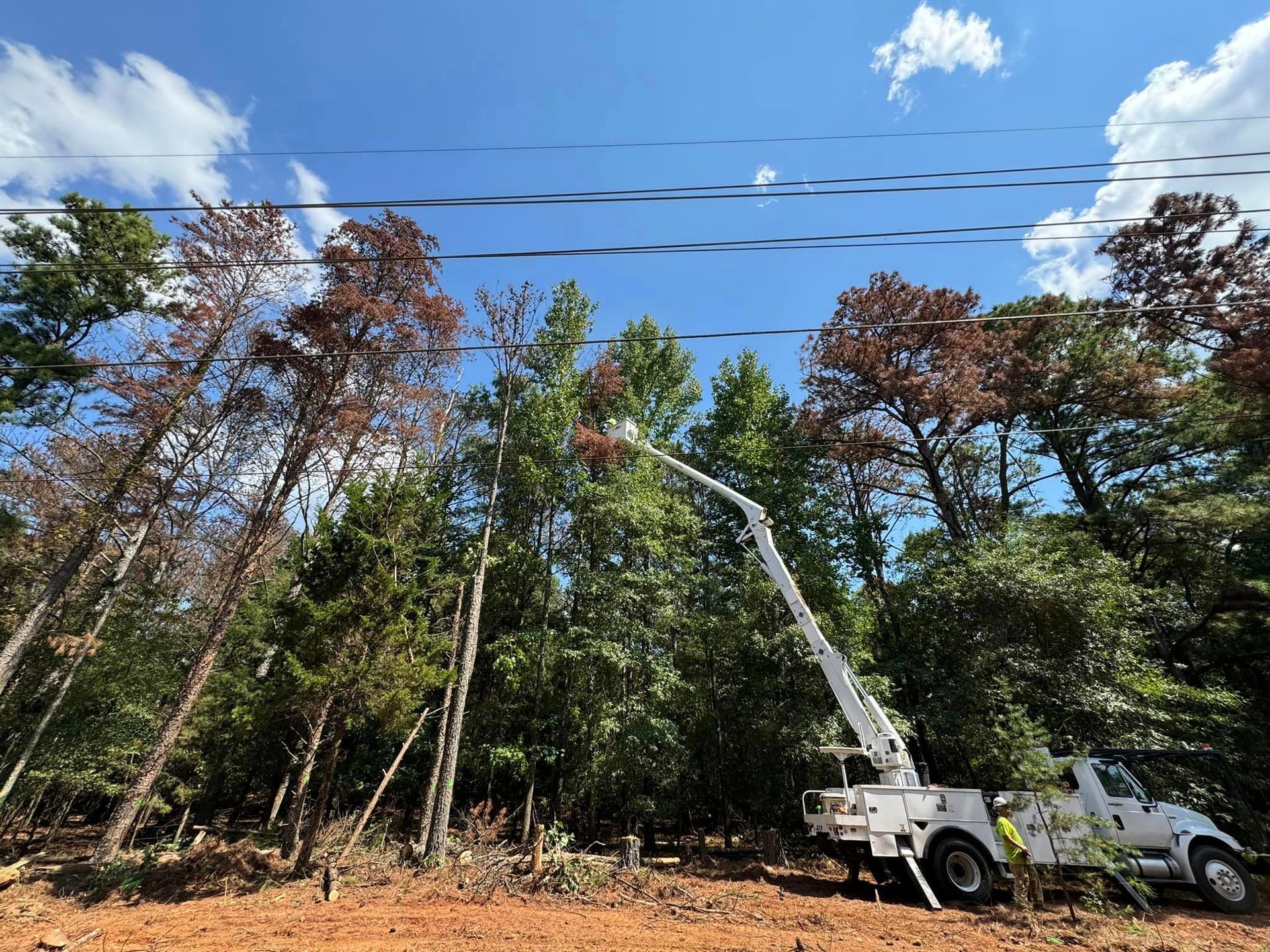 A white truck is parked in the middle of a forest next to power lines.