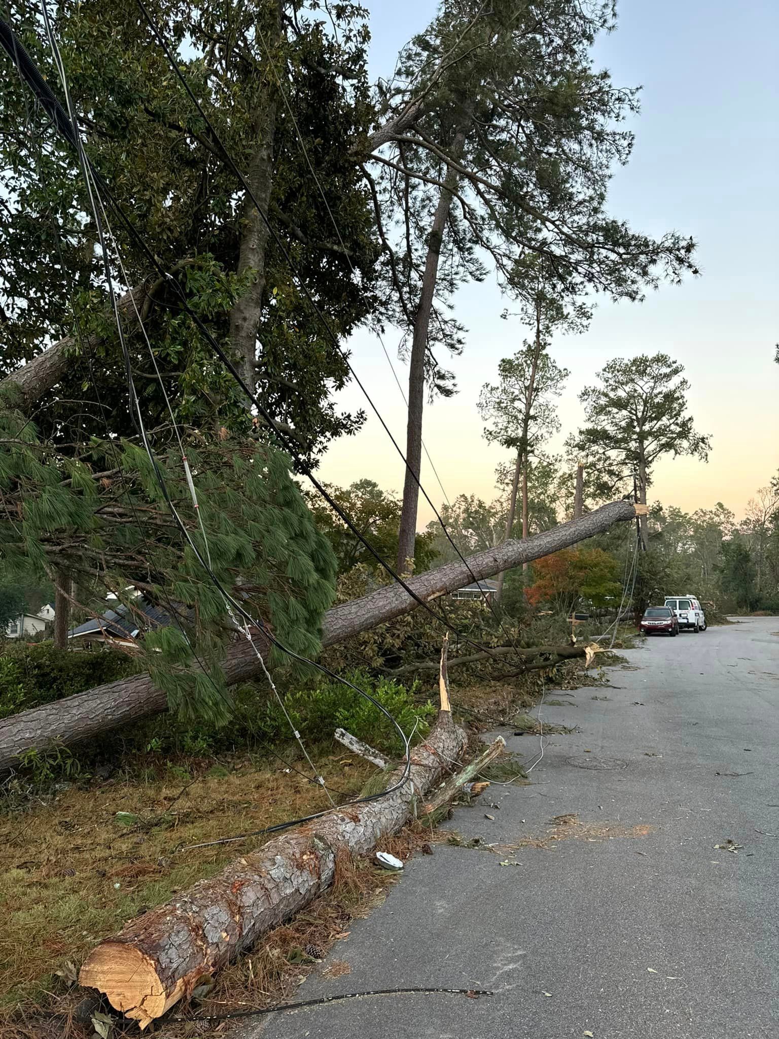 A tree that has fallen on the side of the road.