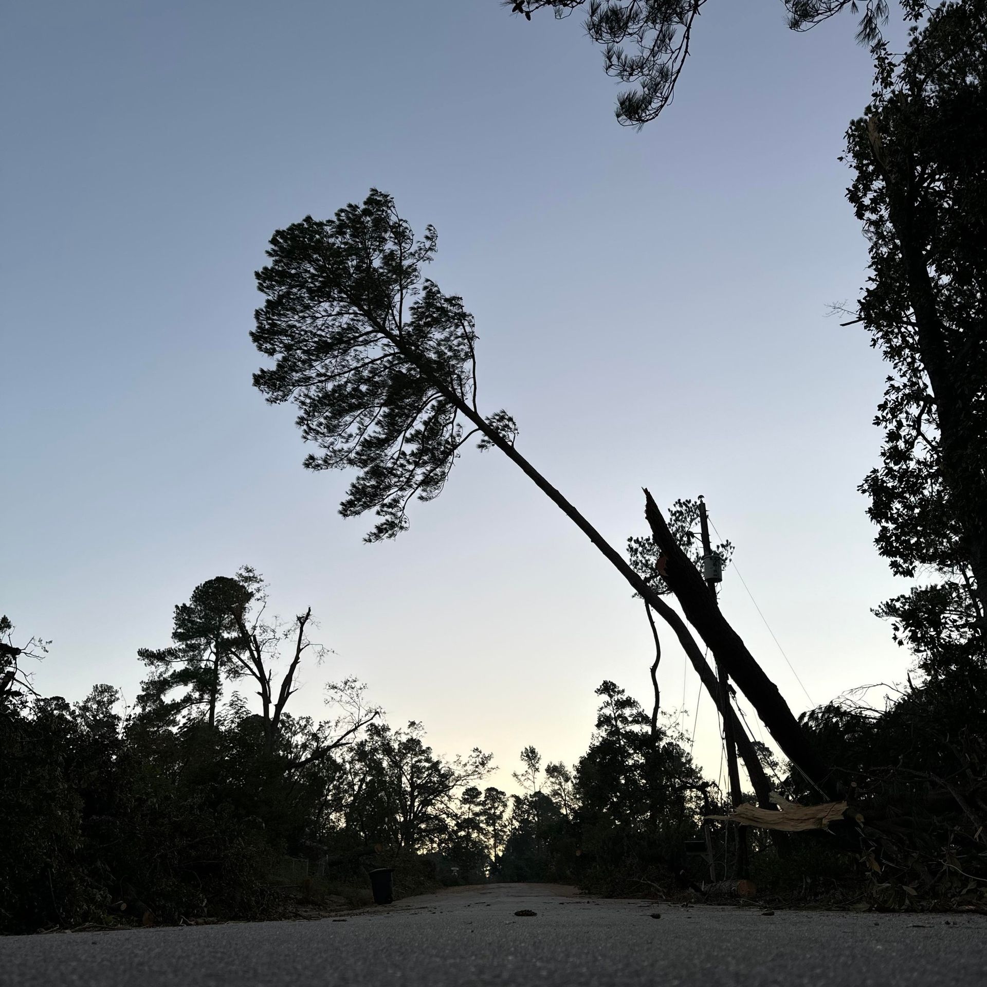 A fallen tree on the side of a road