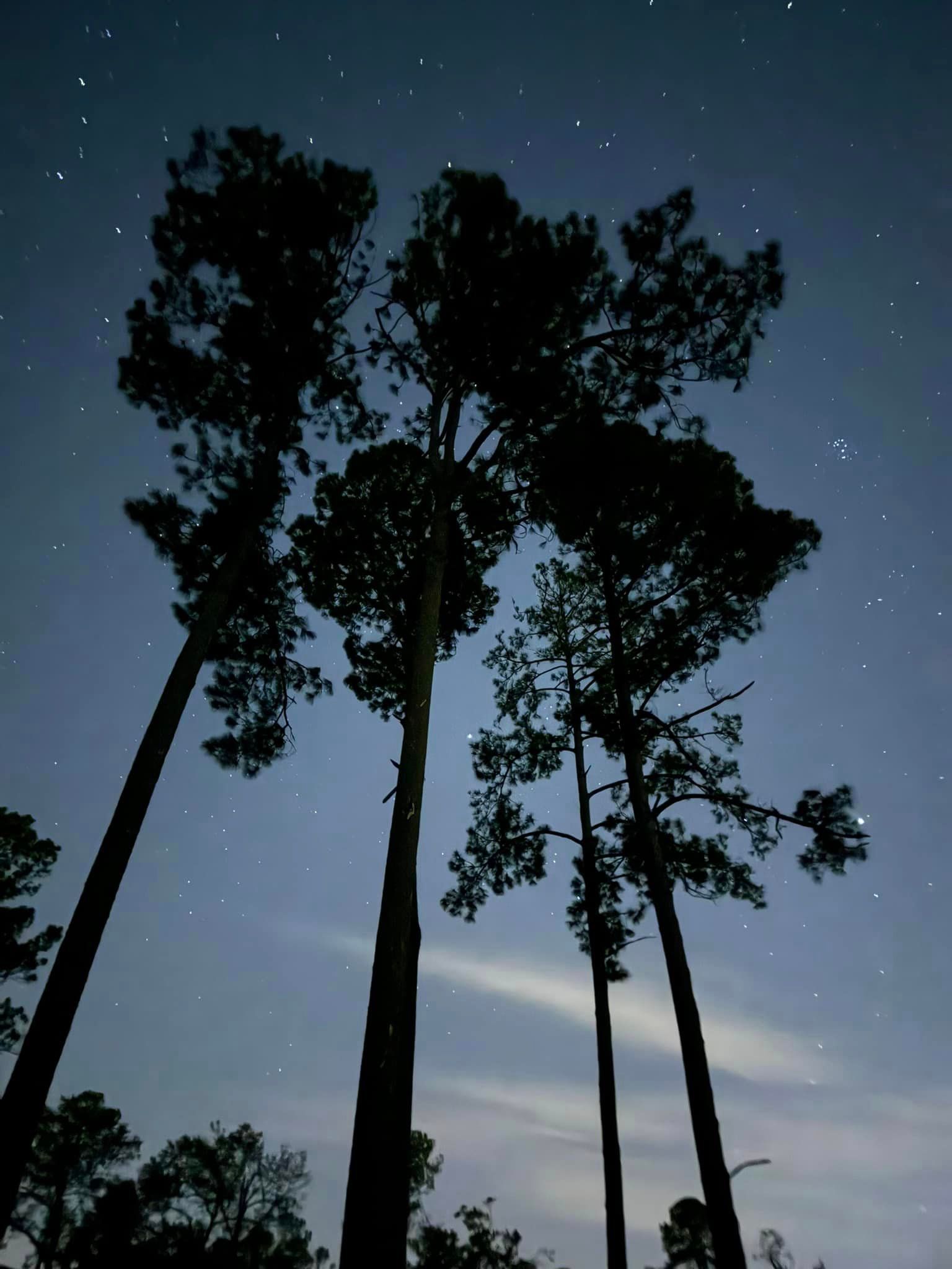The trees are silhouetted against a starry night sky
