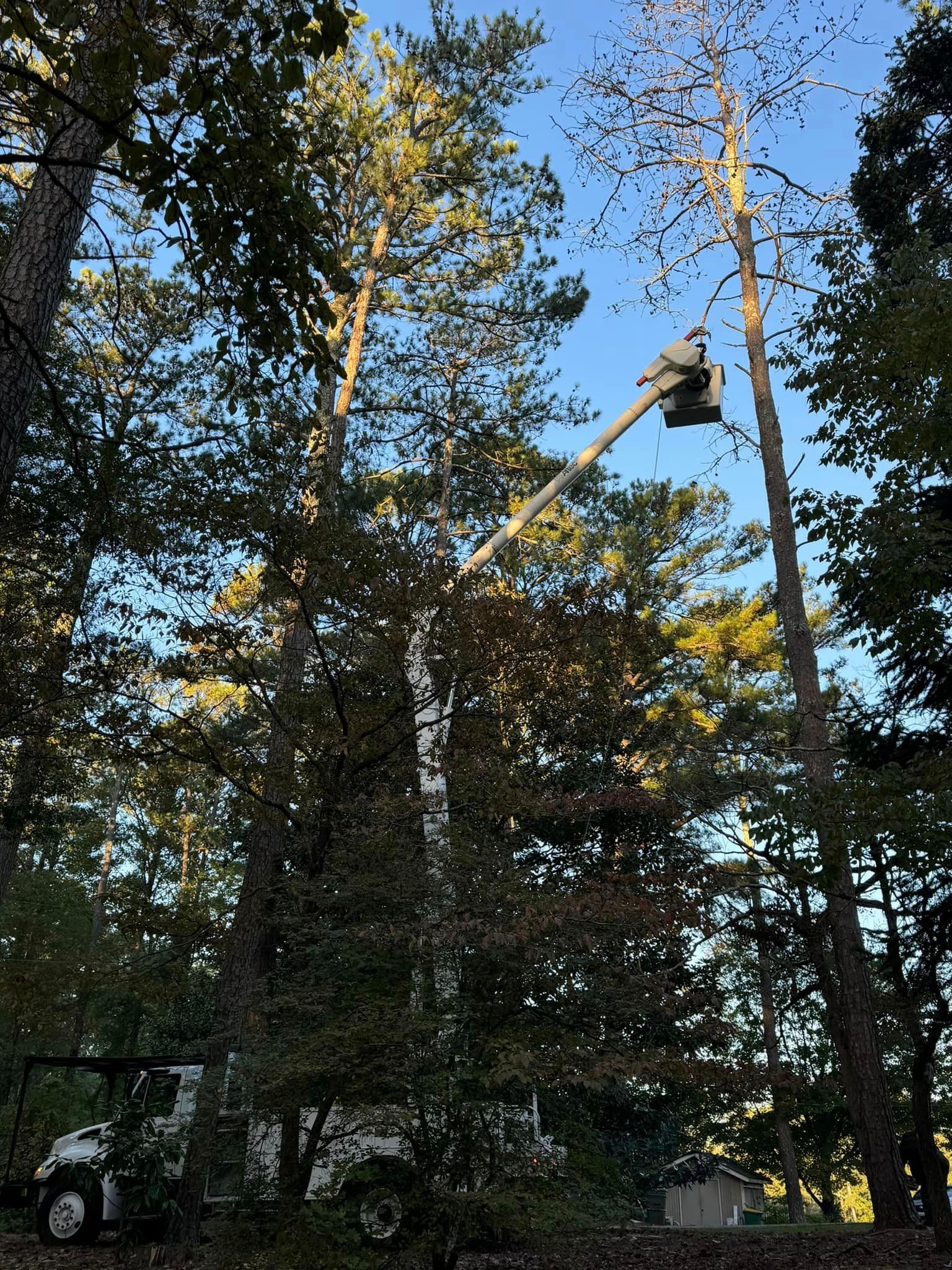 A person is cutting a tree with a crane in the woods.
