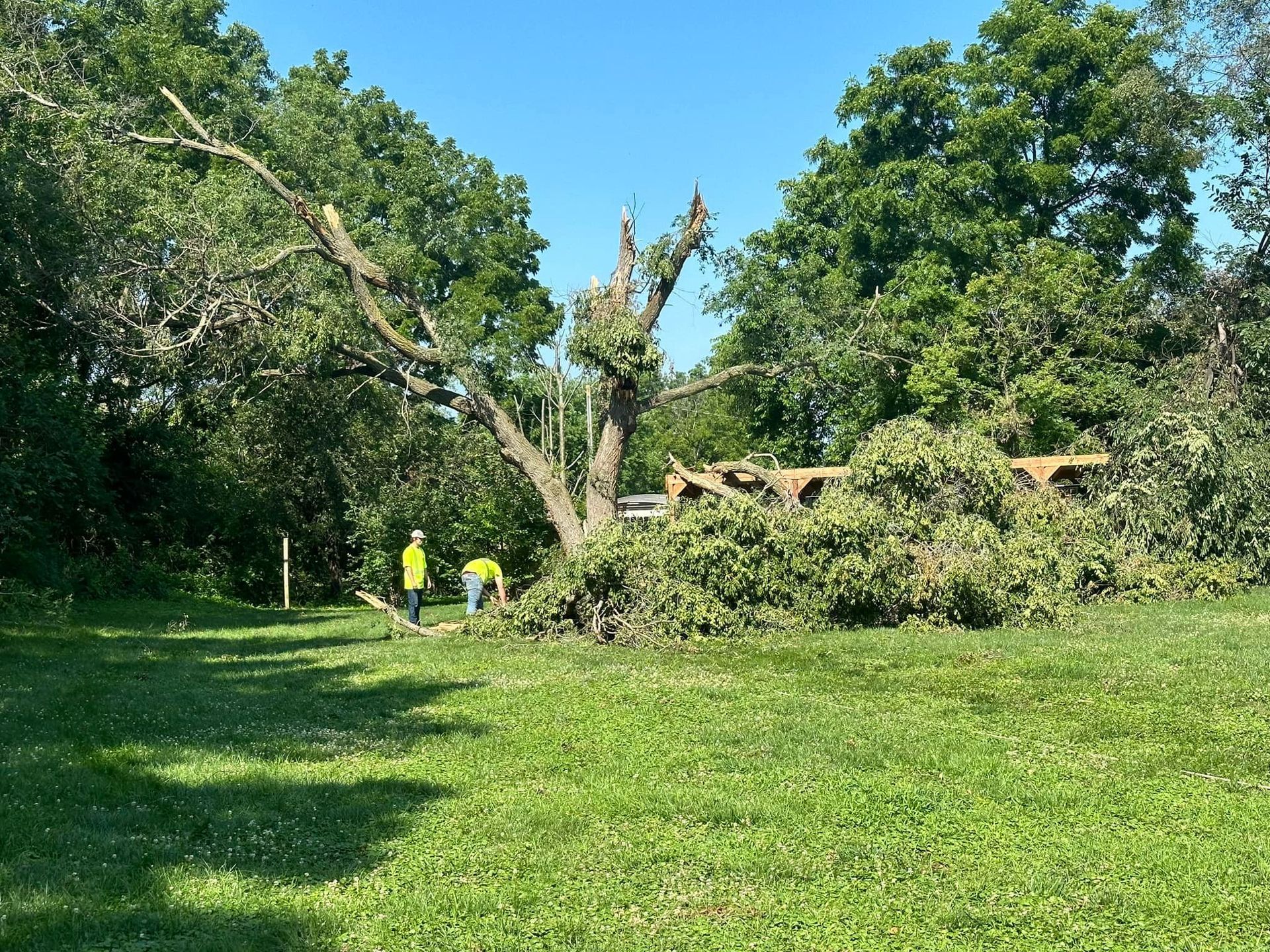 Two workers in safety vests clearing tree debris in a grassy area on a sunny day.
