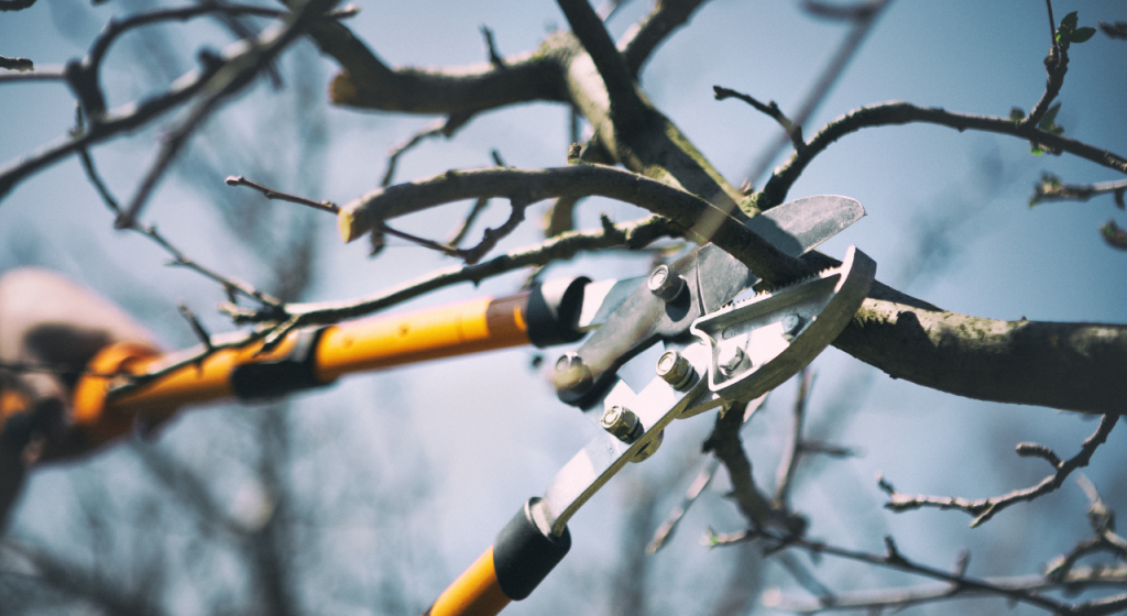 Pole pruners cutting a tree branch against a blue sky.