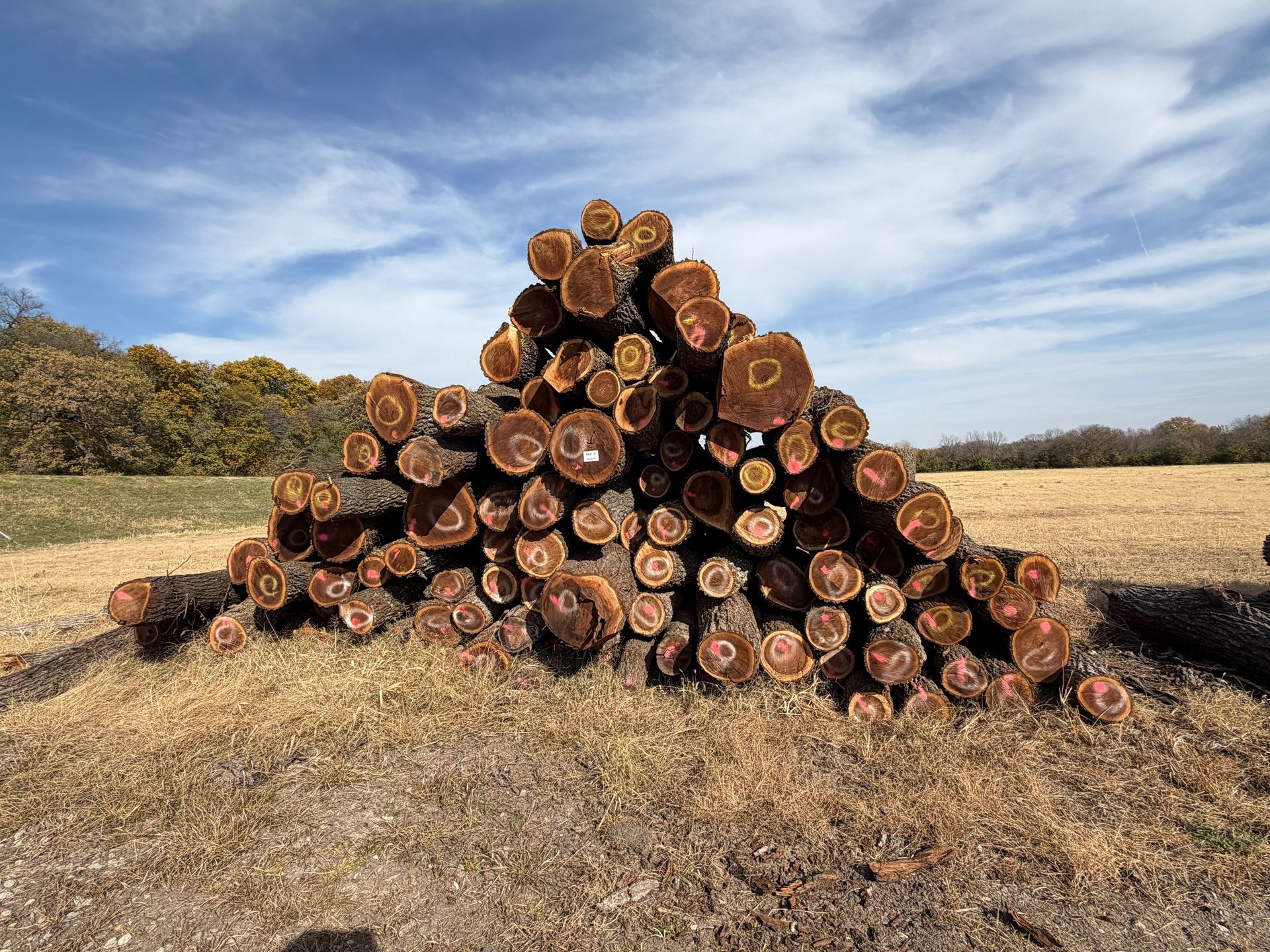 Pile of cut logs with exposed wood grain, in a field under a blue sky.