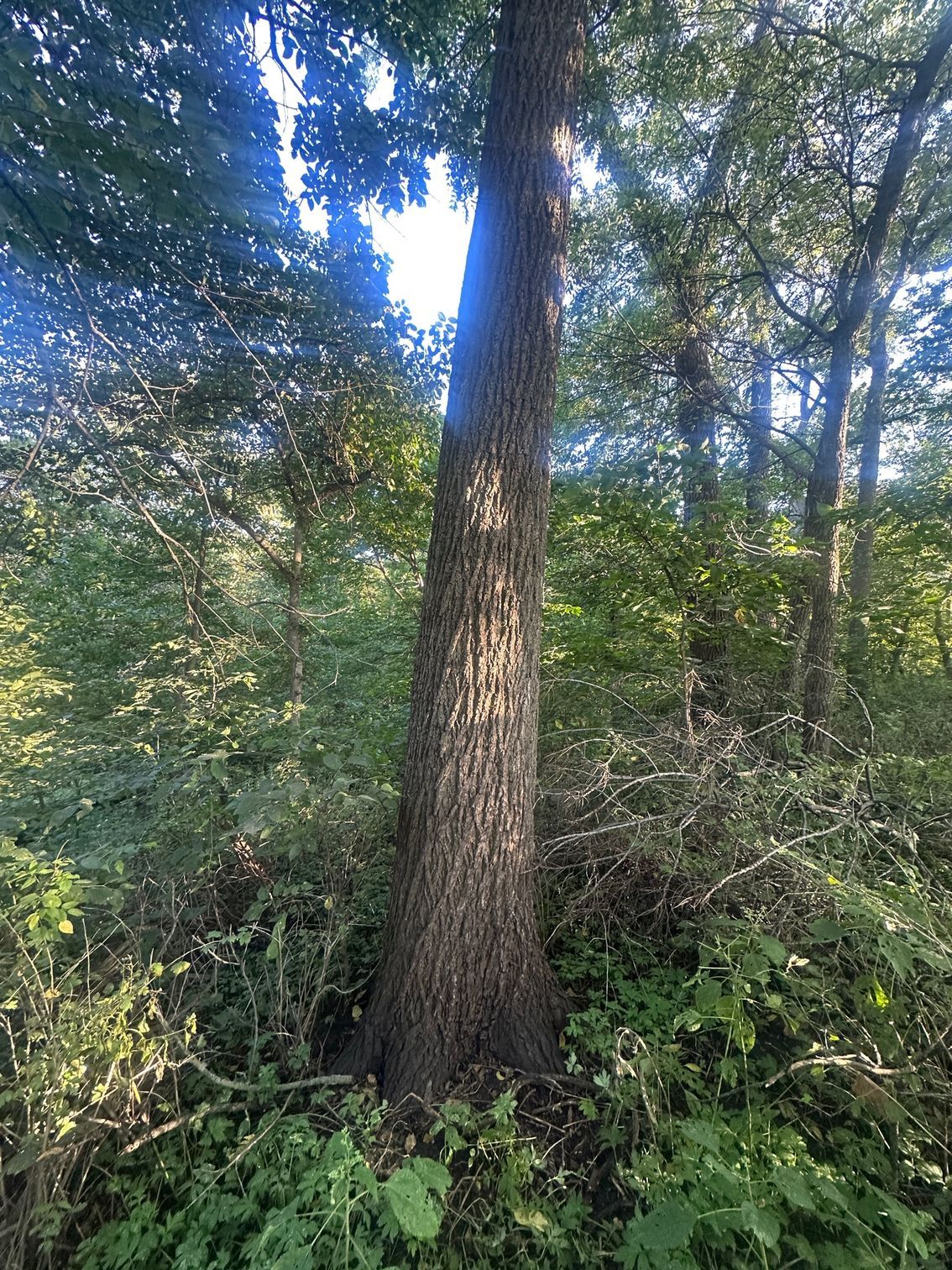 Tall tree in a forest setting; the tree trunk is brown and the foliage is green.