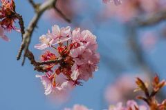 Cherry Blossom Funeral - £810 plus doctors and cremation fees