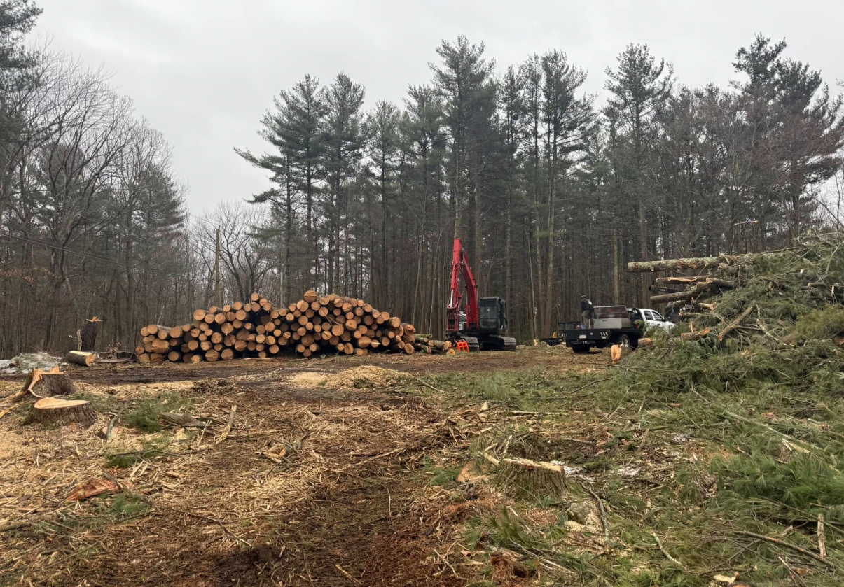 Forest clearing: logs piled, excavator, truck, felled trees and branches, woodland setting on a cloudy day.
