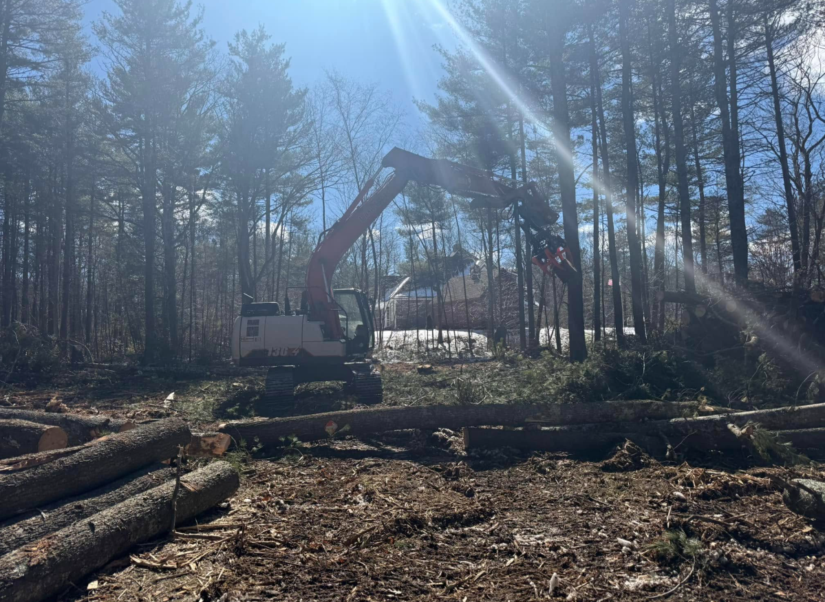 An excavator fells trees in a forest clearing; logs on the ground. Sunlight streams through the trees.