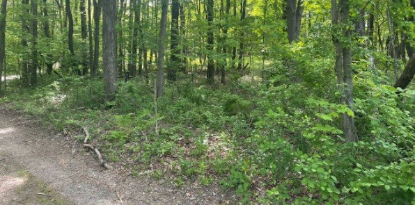 Forest scene with trees, green foliage, and a dirt path on the left.