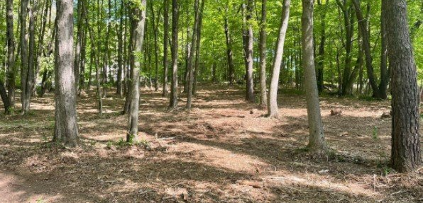 A forest with many tall trees and a ground covered in brown leaves.