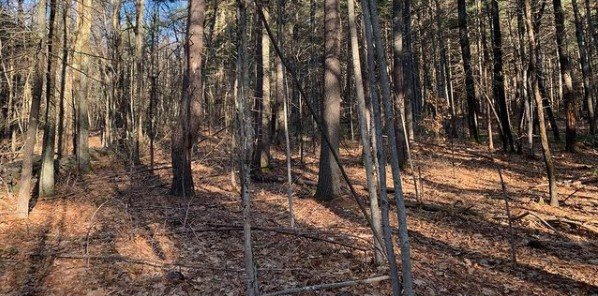 Forest scene with numerous trees and fallen leaves on the ground.