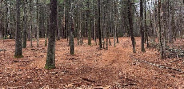 Dirt trail through a pine forest with brown ground cover. Tall, slender trees fill the frame.