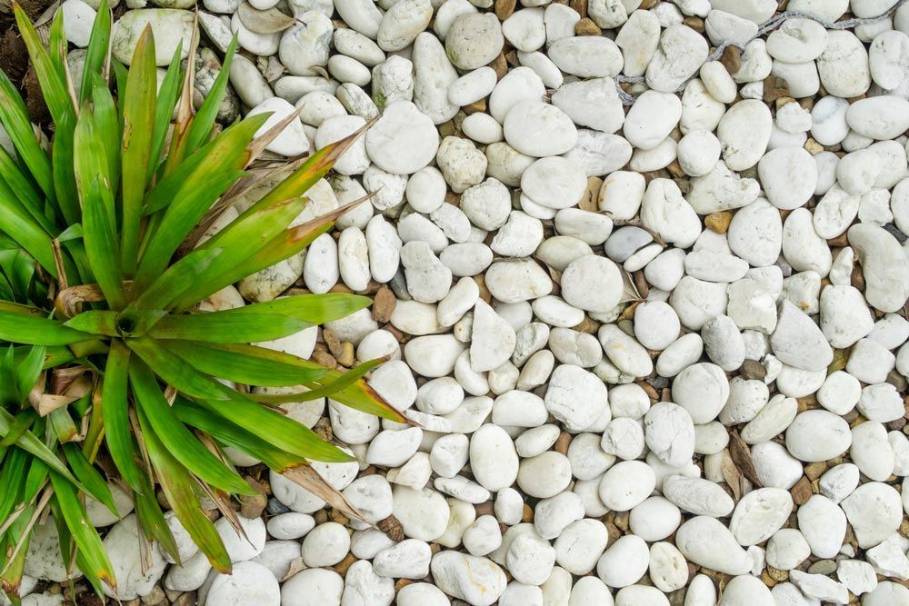 A Green Plant is Growing Out of a Pile of White Rocks — Dampier Street Landscape Supplies in Taminda, NSW