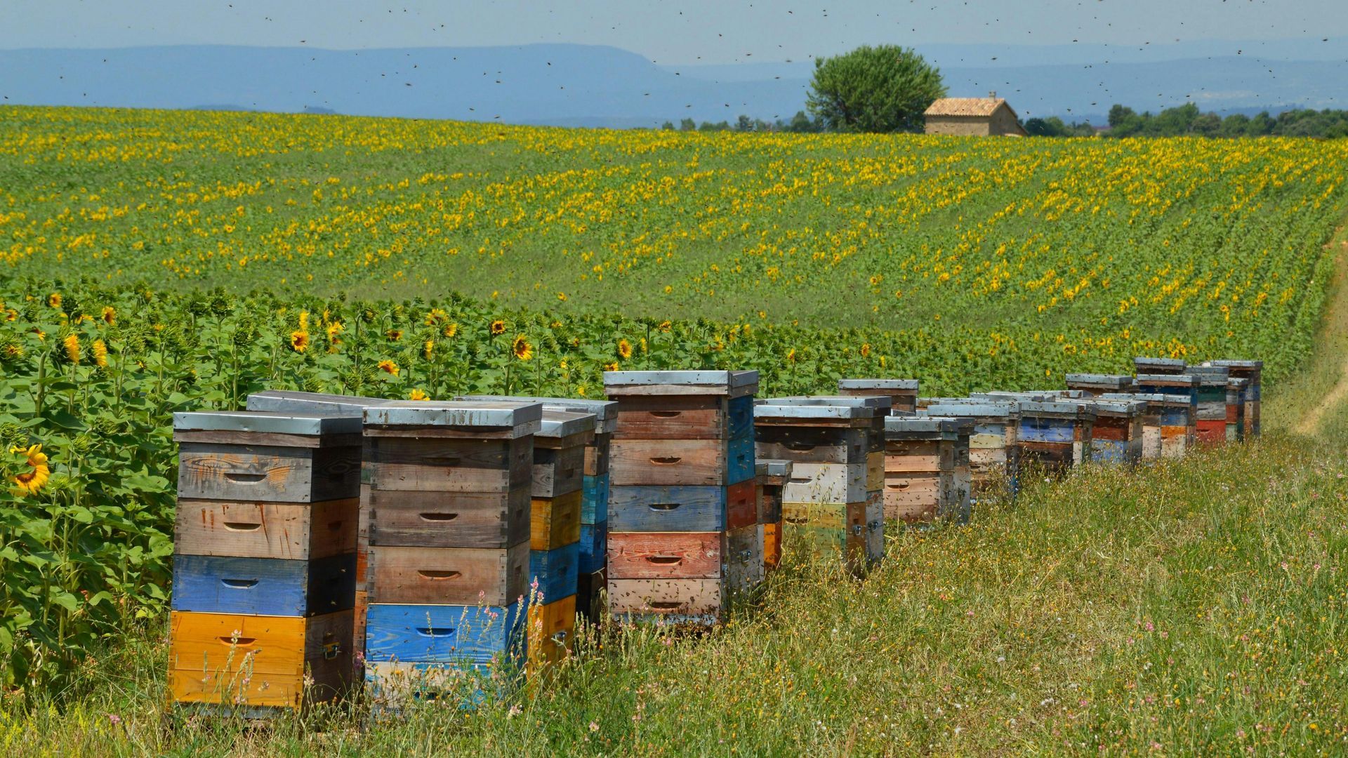 Honeyshare 2 Full Hives