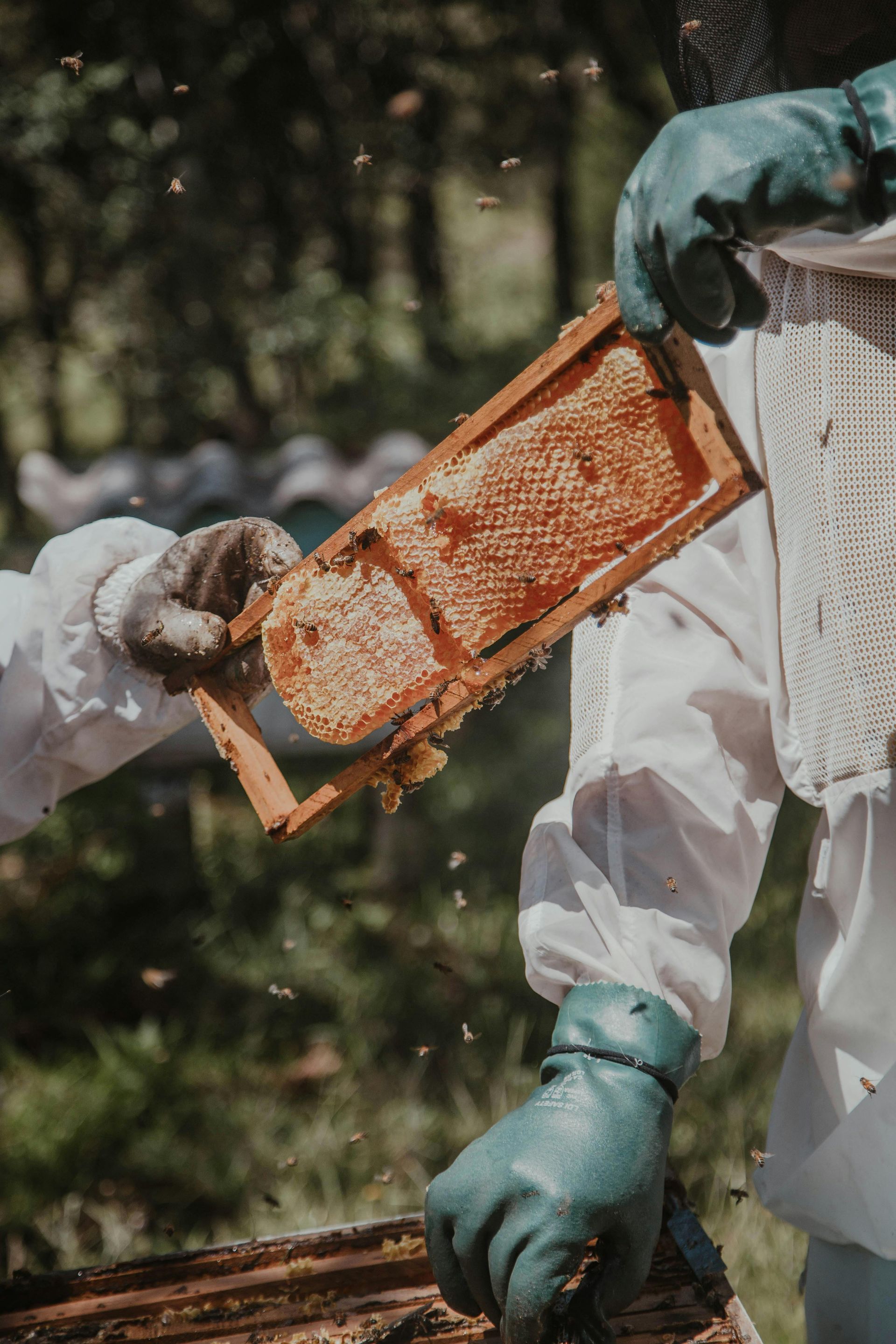Beekeeper holding a frame of honey.