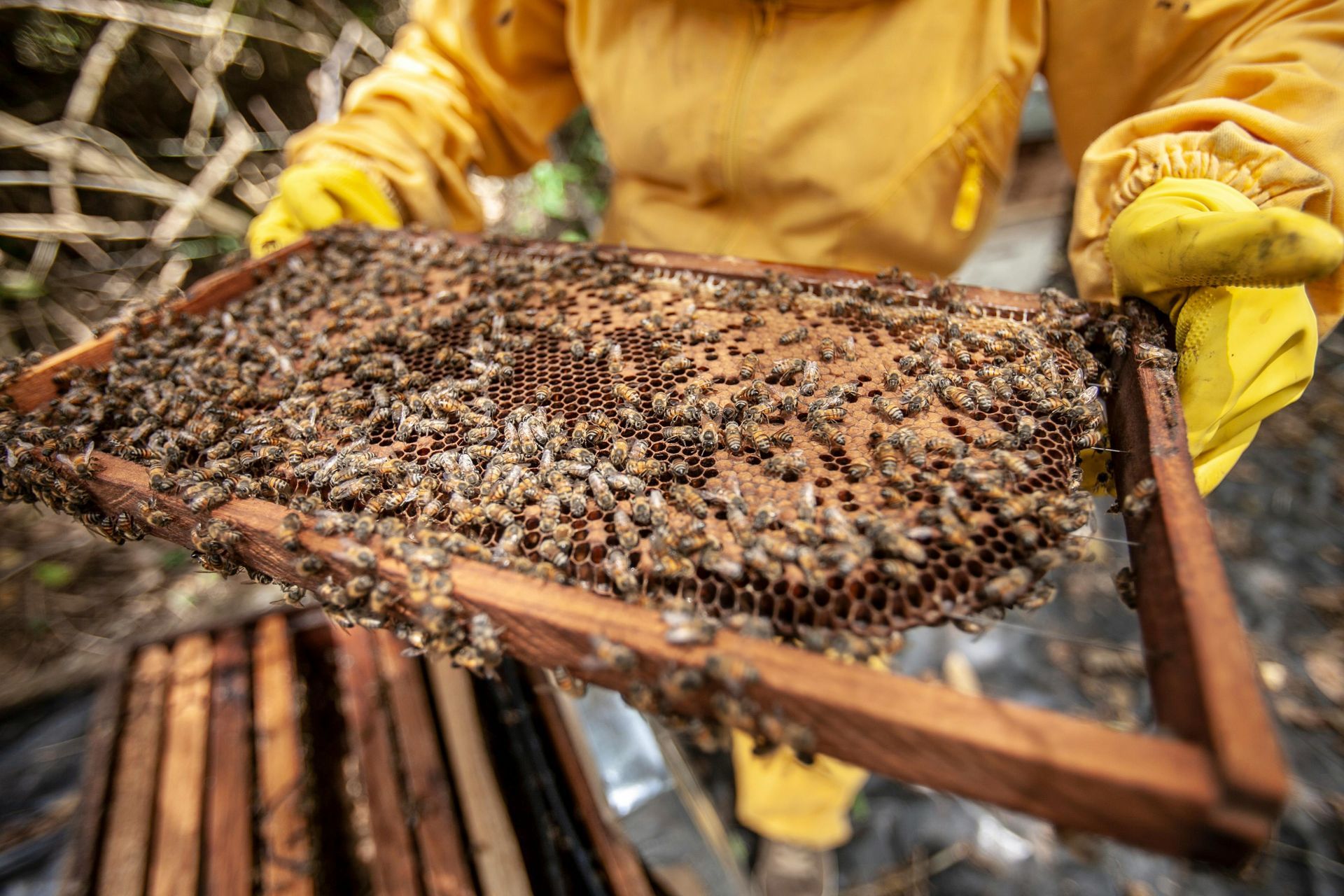 Honeyshare 1/2 Hive