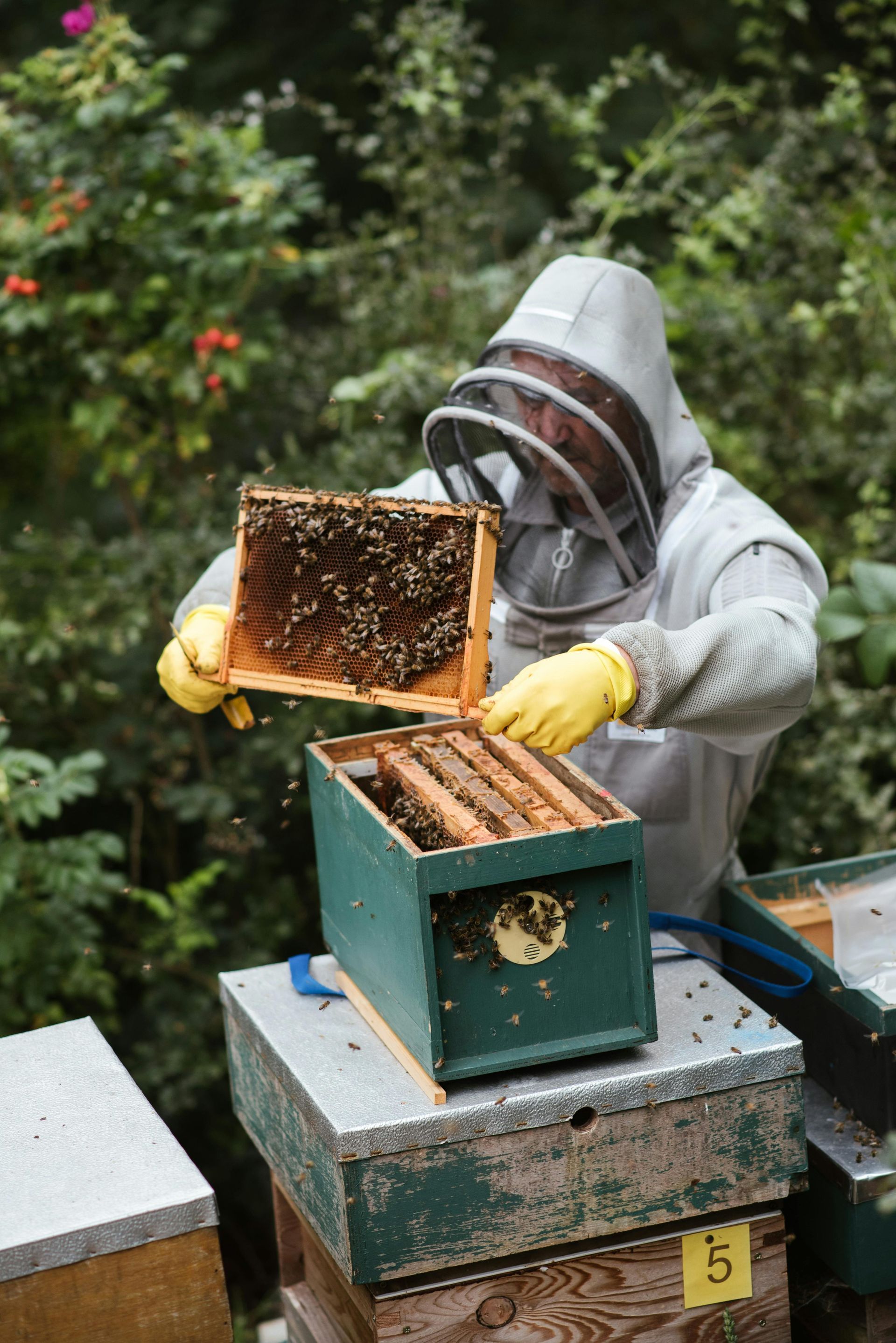 Honeyshare 3/4 Hive
