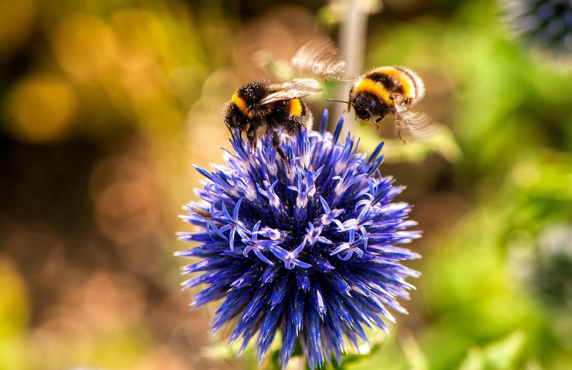 Bumblebees on a flower