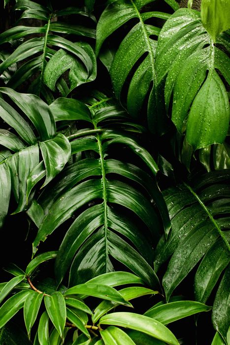 Lush green leaves, some with deeply ribbed textures, wet with droplets.