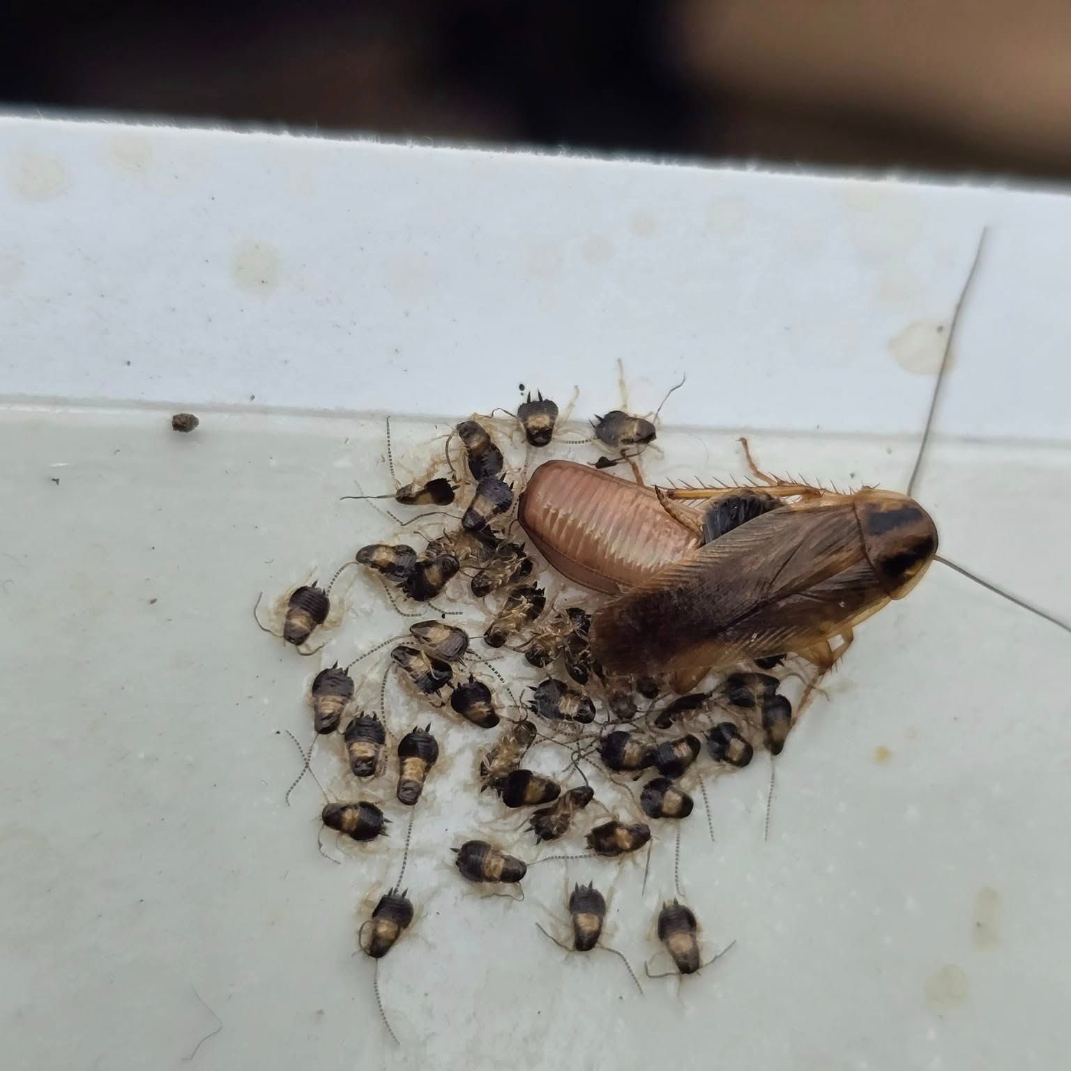 A German cockroach and its egg case surrounded by numerous newly hatched nymphs on a white glue trap surface.