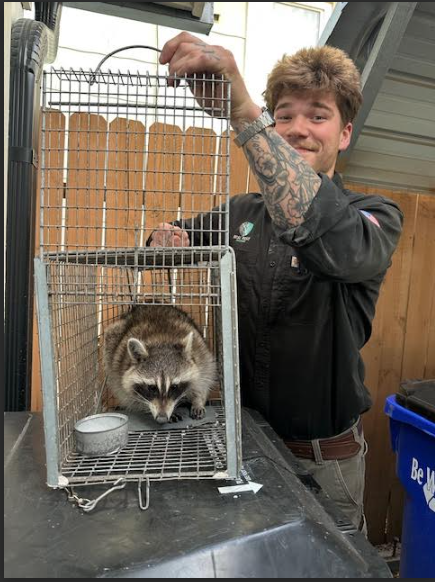 A person with tattooed arms holds a wire cage containing a raccoon next to a wooden fence.