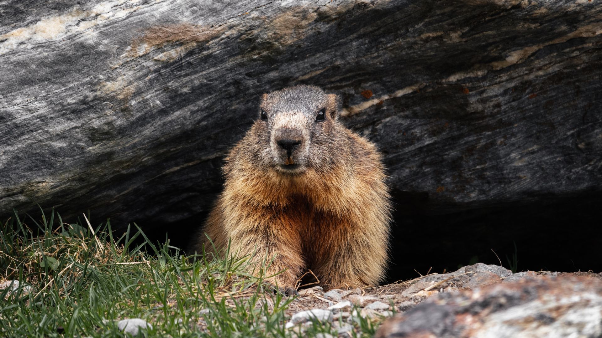 A furry, brown marmot peeks out from beneath a large, dark rock in a rocky, grassy environment.