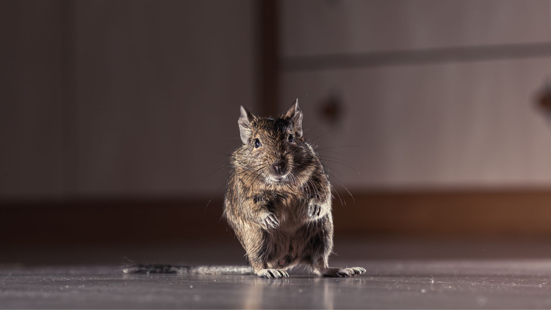 A small, brown, furry degu standing on its hind legs on a smooth, dimly lit floor, looking toward the camera.