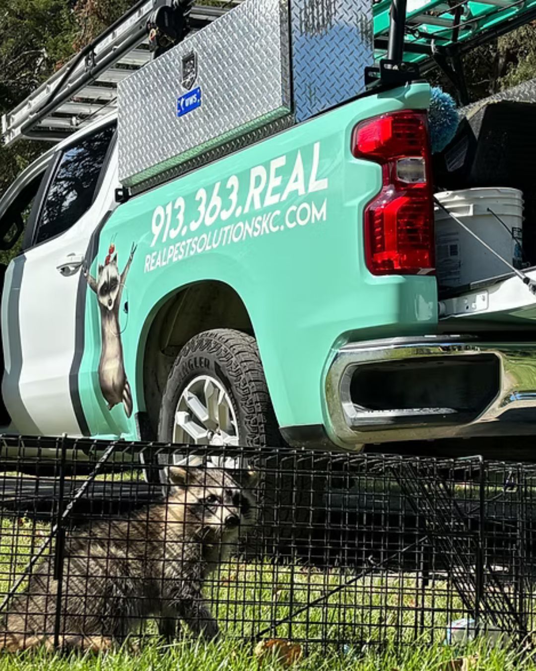 A baby raccoon sits in a wire cage in front of a turquoise service truck for Real Life Solutions KC.