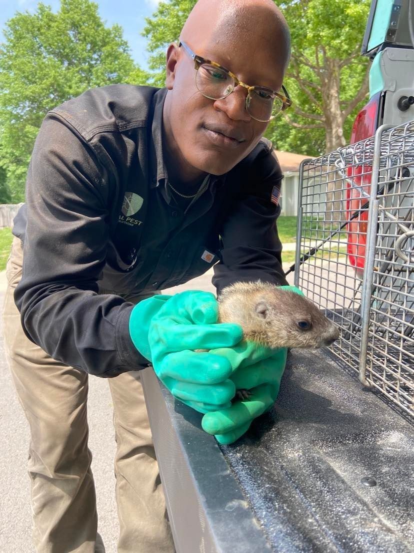 A person in a dark shirt and green gloves holding a small, furry animal near a wire animal trap outdoors.