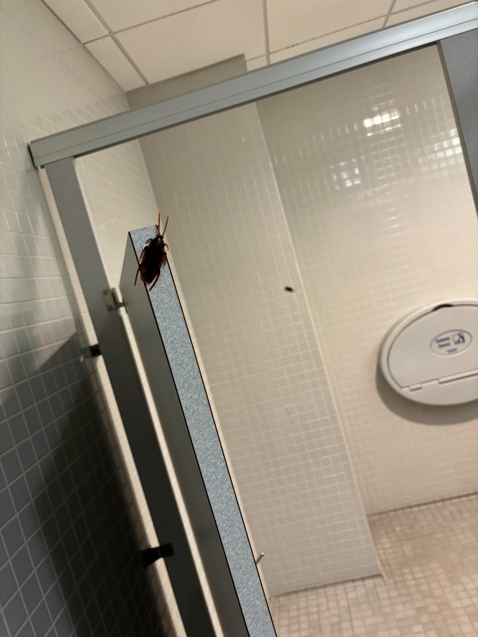 A large, dark cockroach clinging to the top edge of a gray bathroom stall door.