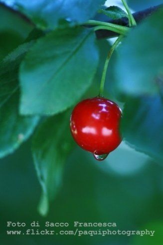 ciliegia