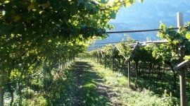 vigneti