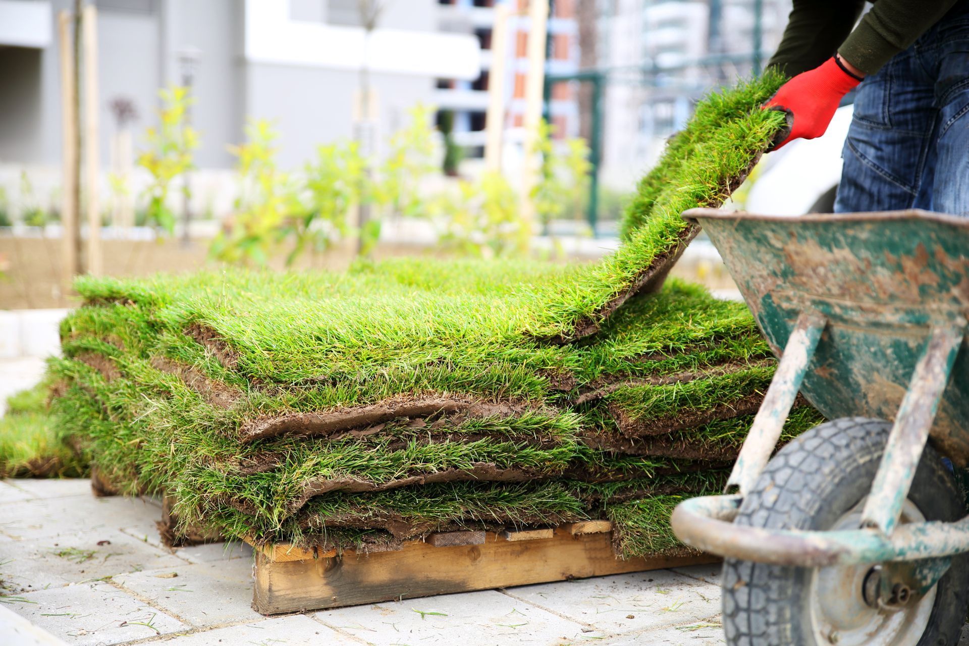 A man is pushing a wheelbarrow full of rolls of grass.